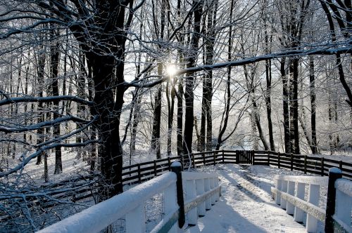 winter snow tree