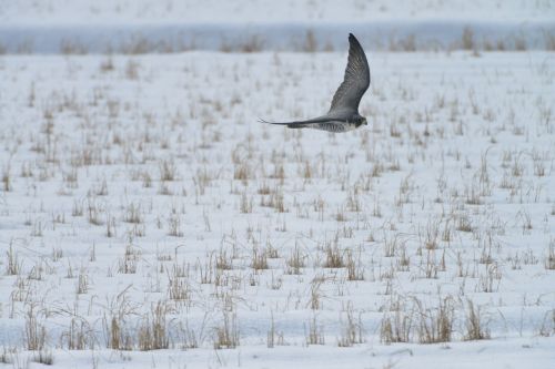 winter snow bird