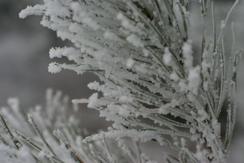 winter snow frost