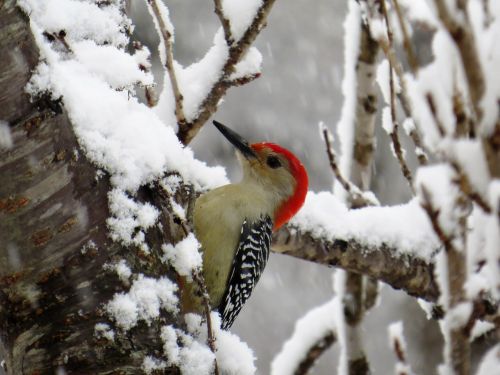 winter bird nature