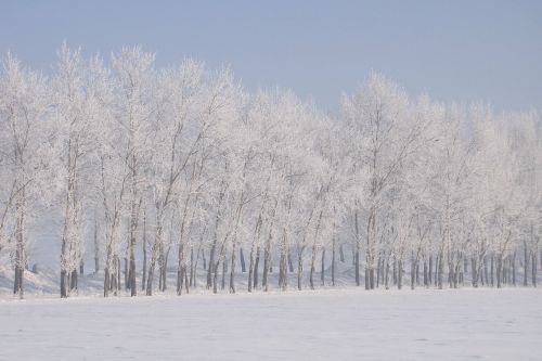 winter snow frost