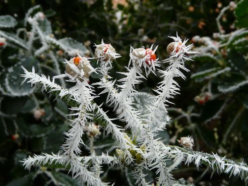 winter bush frost