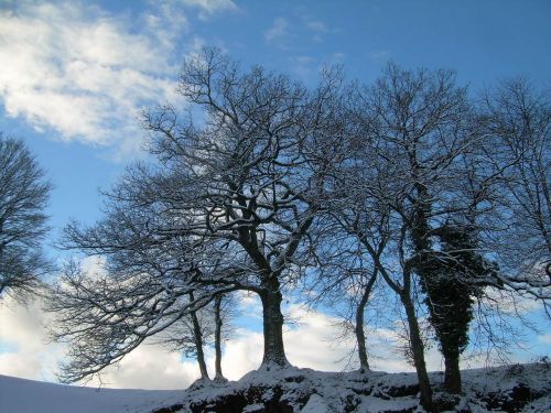 winter tree snow