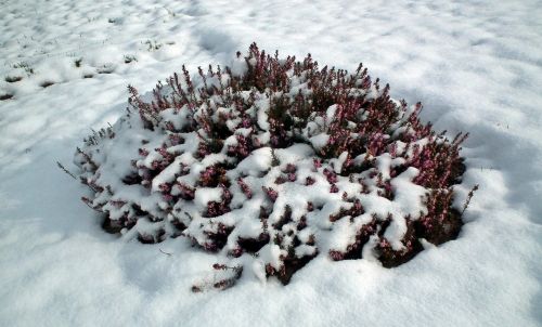 winter frost snow