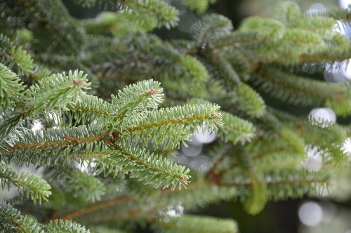 winter pine needle