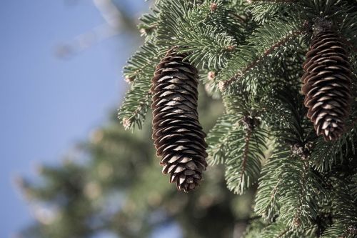 winter tree needle