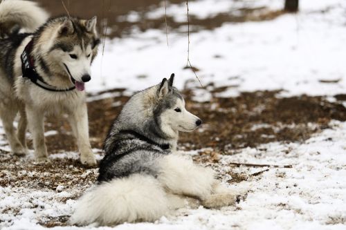 winter snow frosting