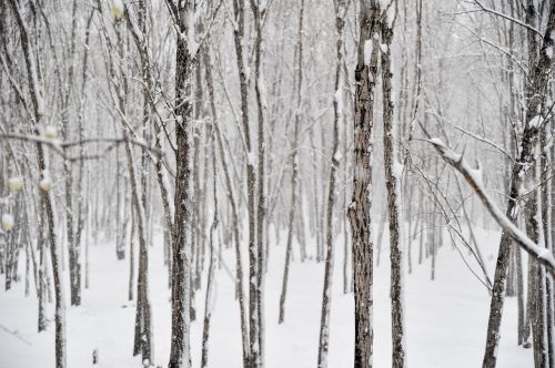 winter snow wood