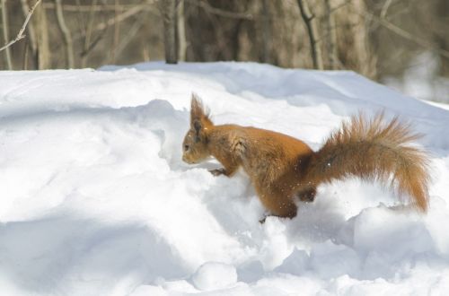 winter snow coldly