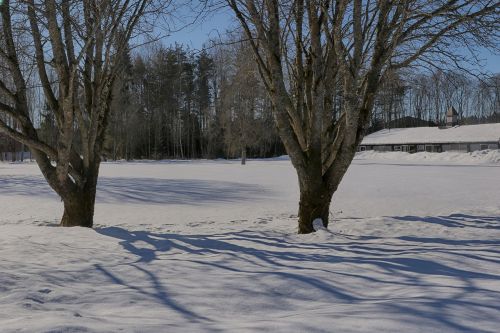 winter tree snow