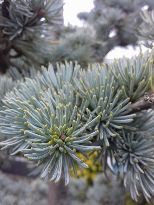 winter needle tree