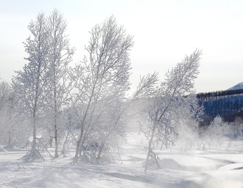 winter forest leann