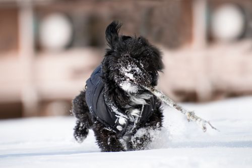 winter snow animal