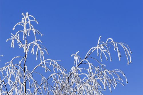 winter snow frost