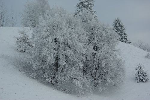 winter snow frost