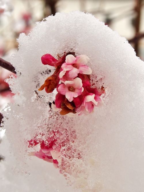 winter snow flowers