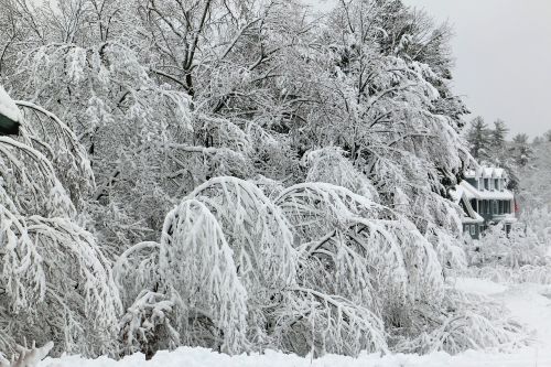 winter snow frost