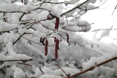 winter frost snow