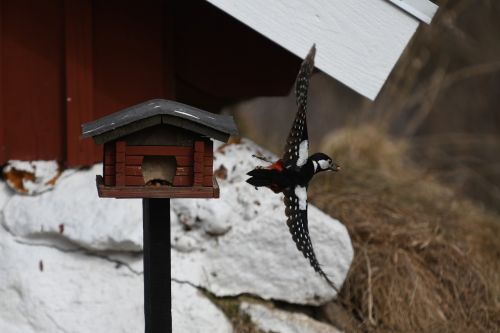 winter outdoor nature