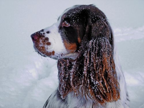winter snow portrait