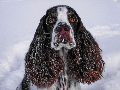 winter snow portrait