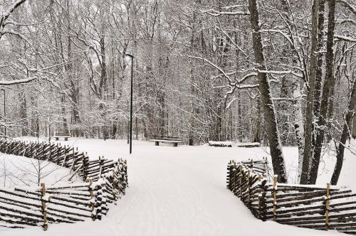 winter snow tree