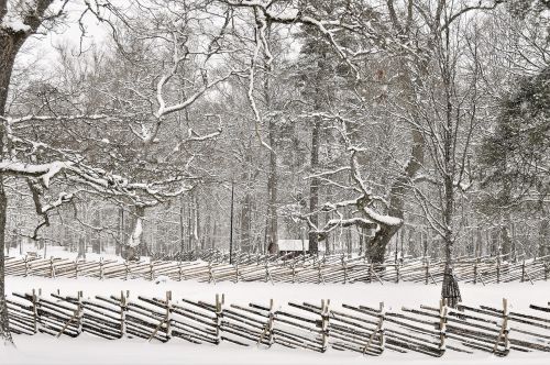 winter snow tree