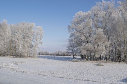 winter snow leann