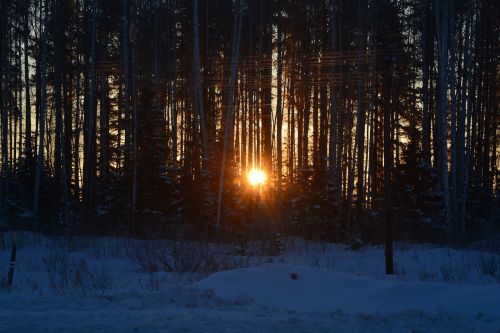 winter tree nature