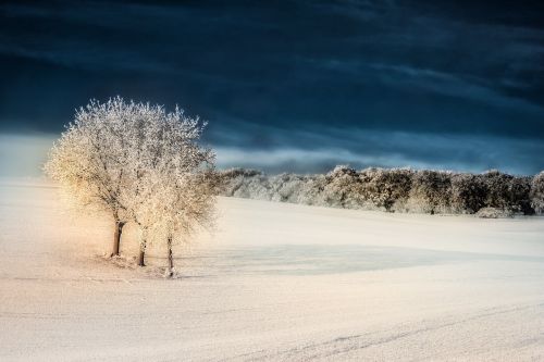 winter snow tree