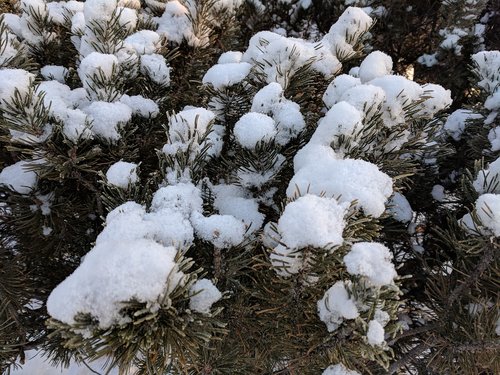 winter  snow  nature