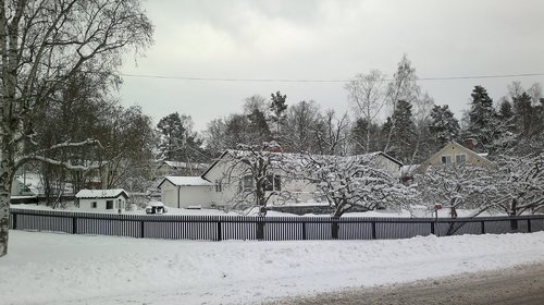 winter  tree  snow