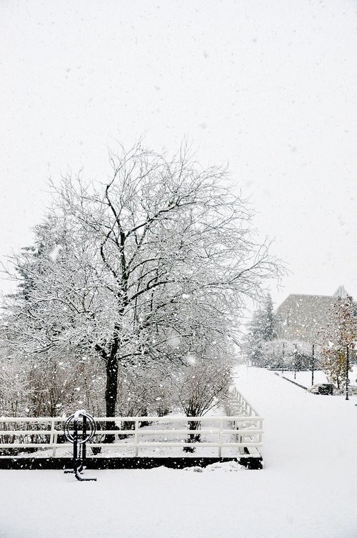 winter  snow  tree