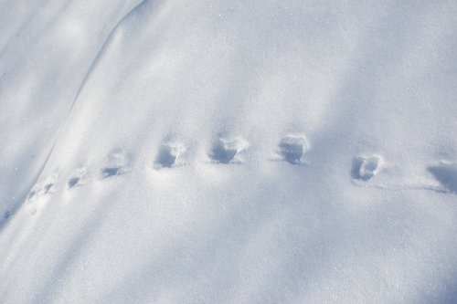 winter  snow  tracks