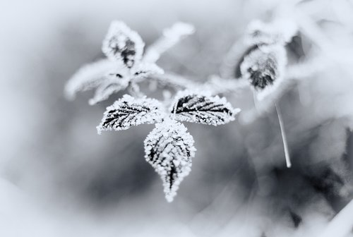 winter  snow  frost