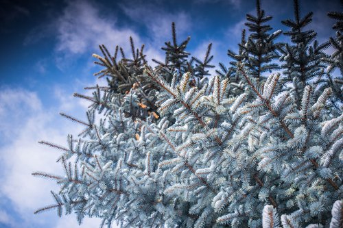 winter  leann  tree