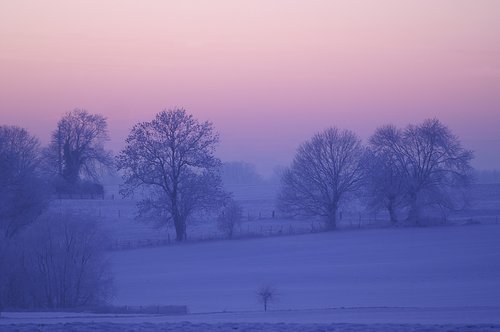 winter  dawn  tree