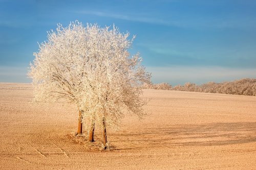 winter  snow  tree