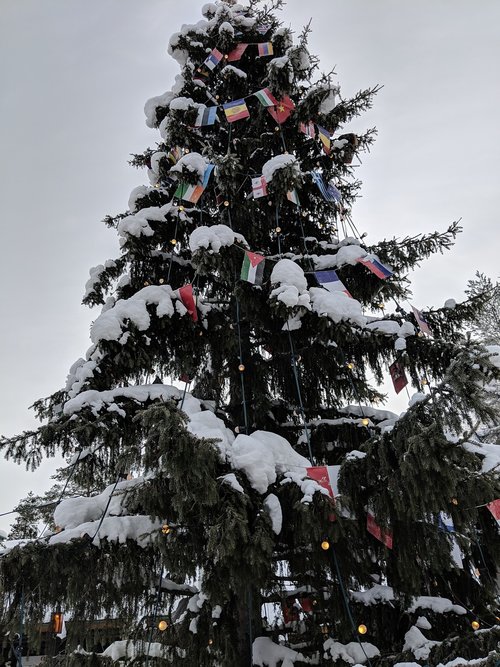winter  snow  tree