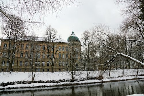 winter  snow  tree