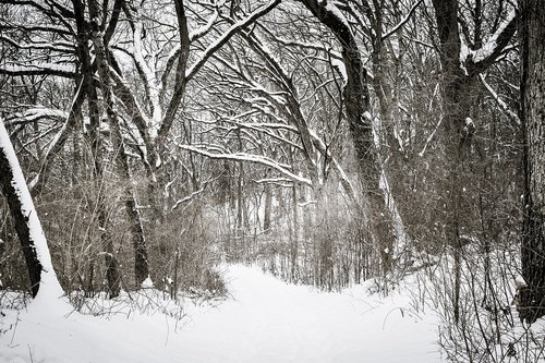 winter  snow  tree