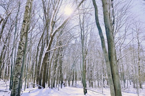 winter  snow  wood