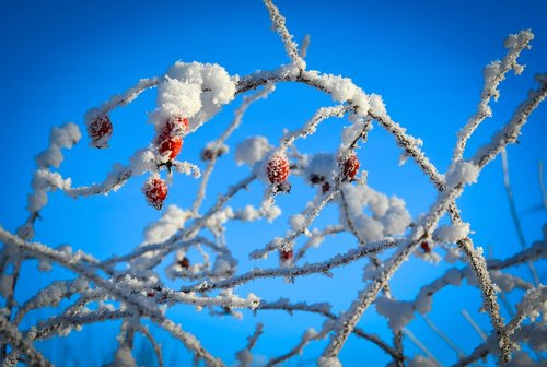 winter  frost  berries