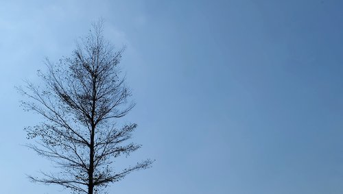 winter  tree  a dry tree