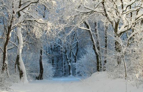 winter wintry snow magic
