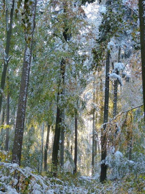 winter forest wintry