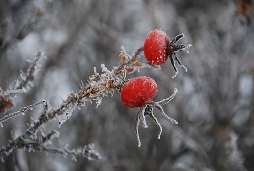 winter  icing  frost