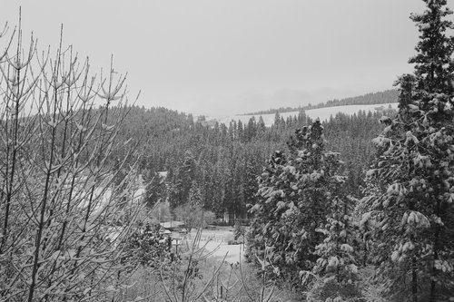 winter  forest  snow