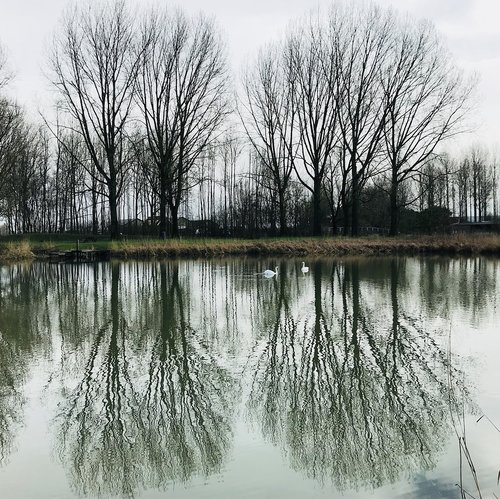 winter  swans  trees