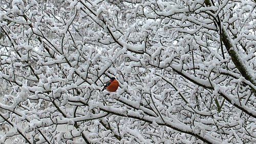 winter  snow  background